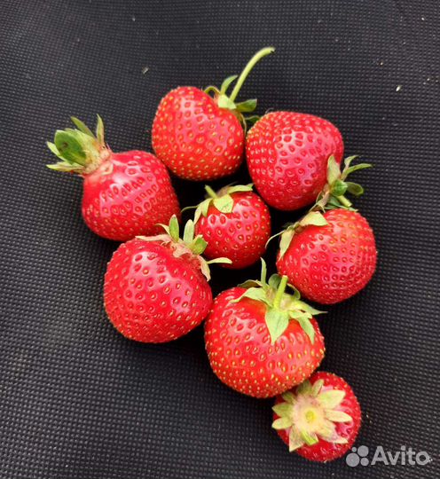 Клубника - саженцы, доставка. Обновлённое наличие