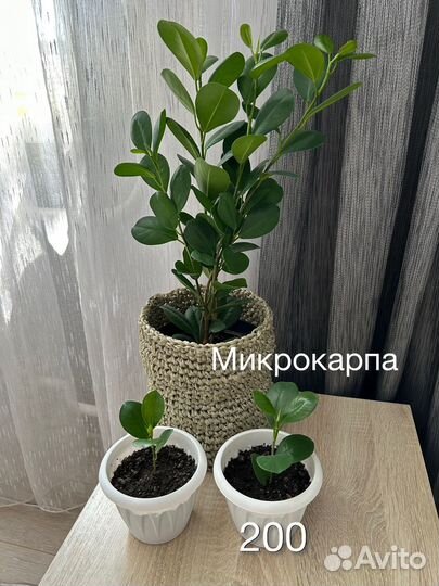 Фикус бенджамина