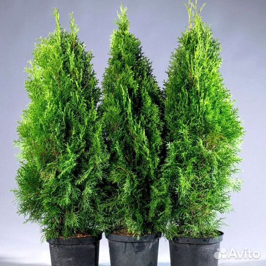 Туя екстра класса