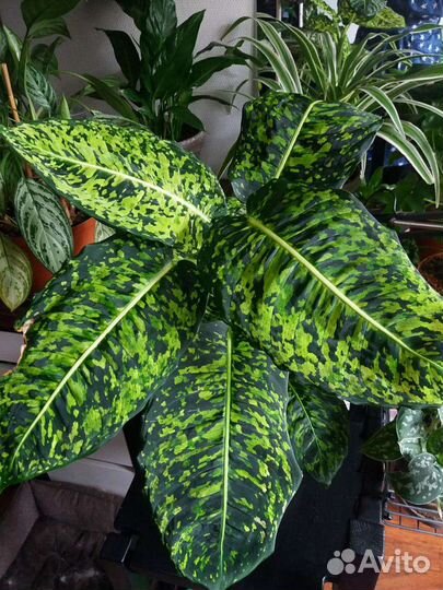 Диффенбахия Рефлектор, Марс