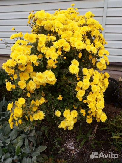 Хризантемы корейские