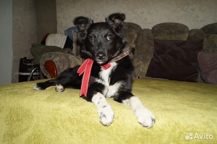 Ищет дом щенок не крупной Собачки Черника
