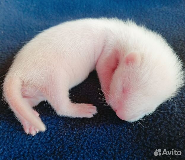 Малыши экзоты на бронь