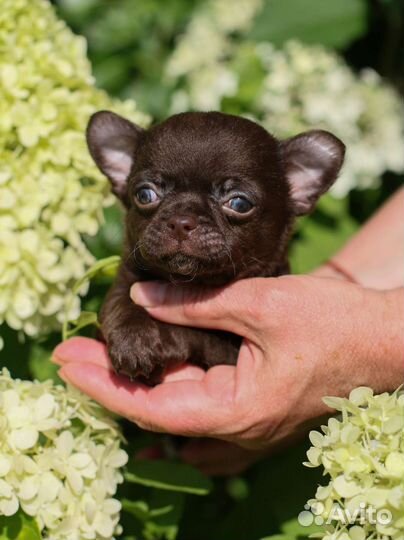 Шоколадки Мальчики мини