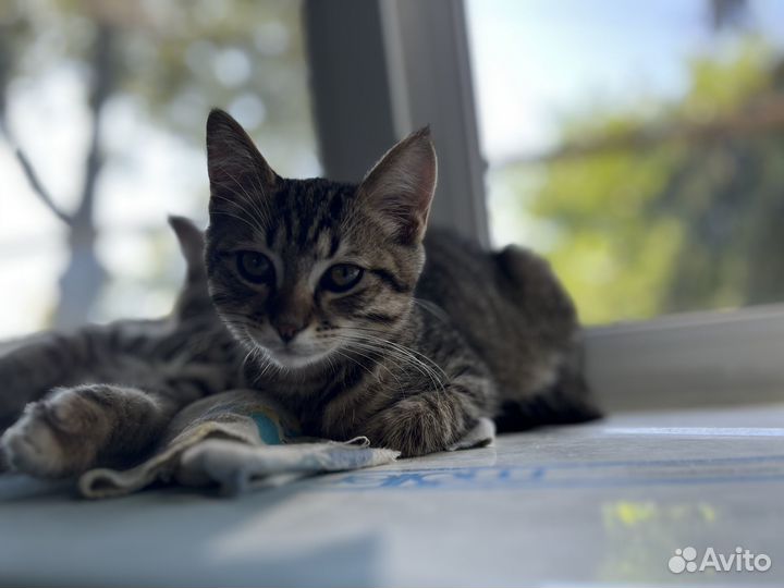 Котик в дар