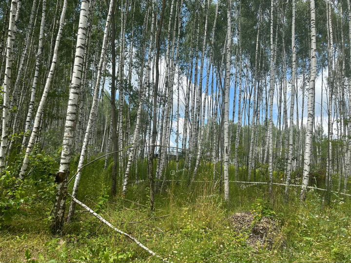 Участок 10 сот. (ИЖС)