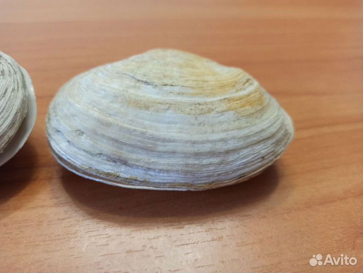 Морские раковины