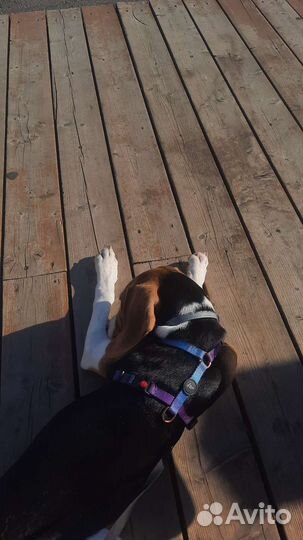 Шлейка для собак анатомическая miamorpets