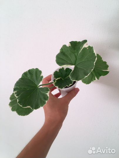 Пеларгония герань Uaito Ringu