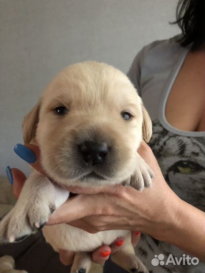 Щенки лабрадора