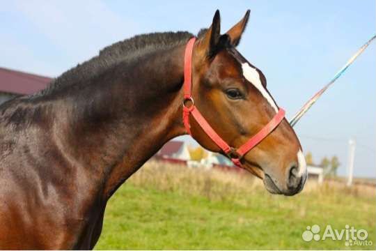 Орловец жеребец