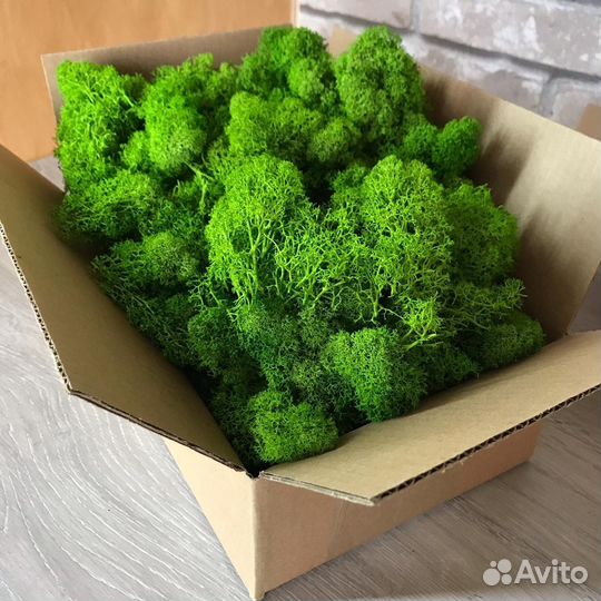 Мох Стабилизированный (Опт - Розница )