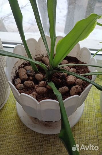 Комнатные растения