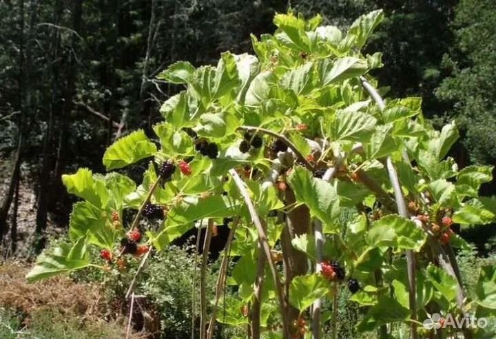 Саженцы шелковицы