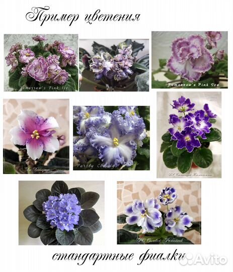 Сортовые фиалки