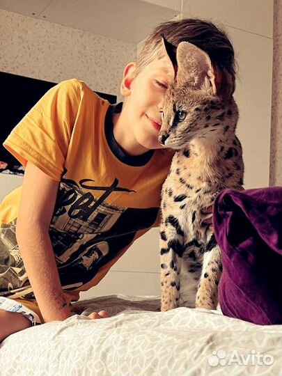 Фотосессия с кошками (бенгальская, сервал, чаузи)