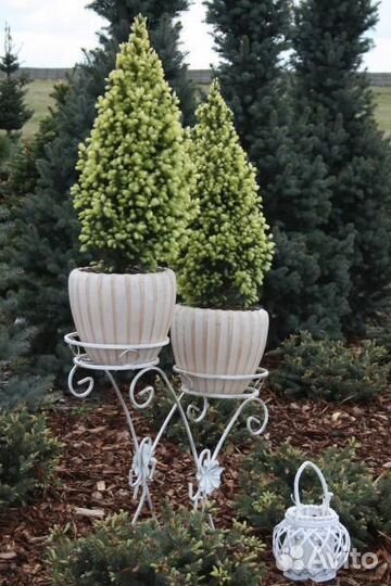 Ель канадская (подробности в описании)