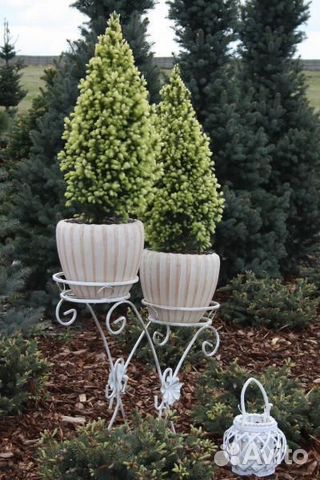 Ель канадская (подробности в описании)