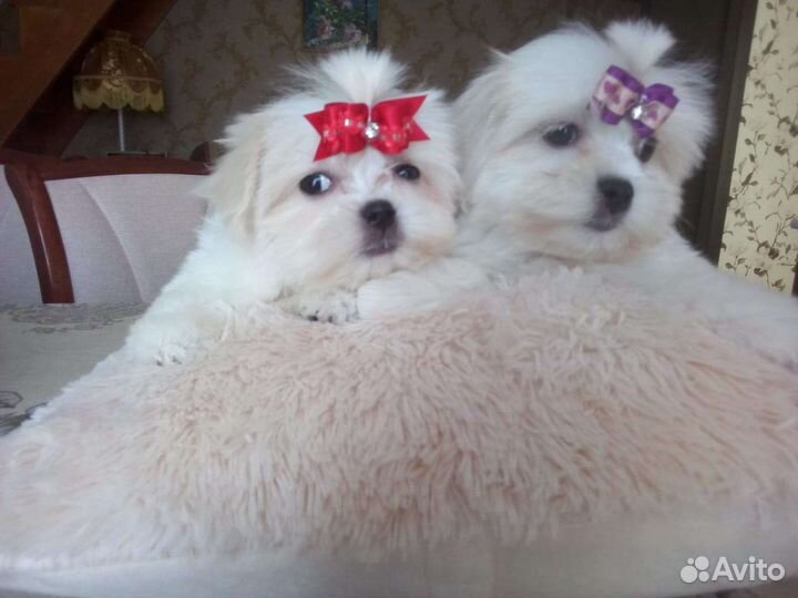 Мальтезе парень