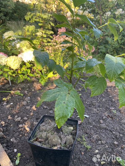 Грецкий орех саженцы