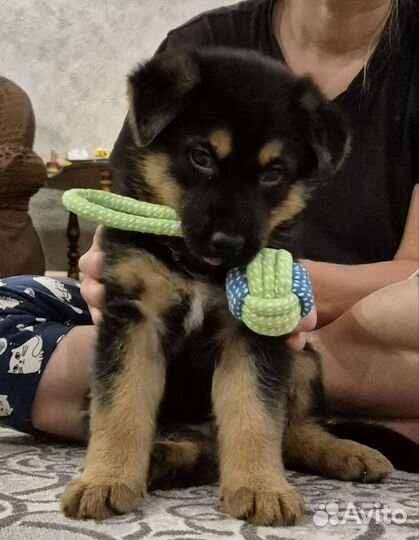 Щенки немецкой овчарки