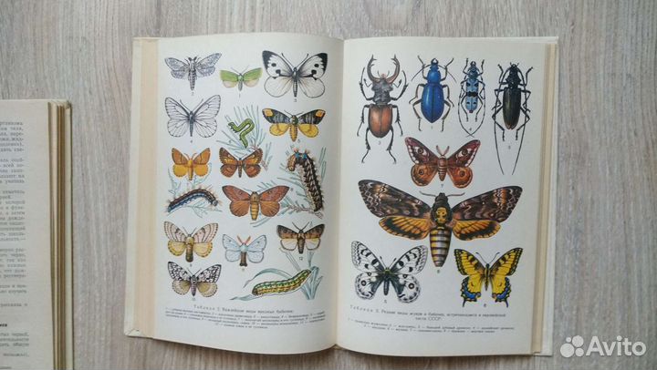 Энтомология, Зоология, ботаника, грибы