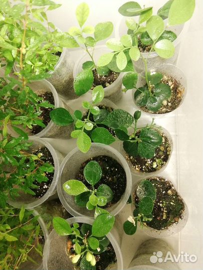 Мурайя красная метельчатая, сеянцы