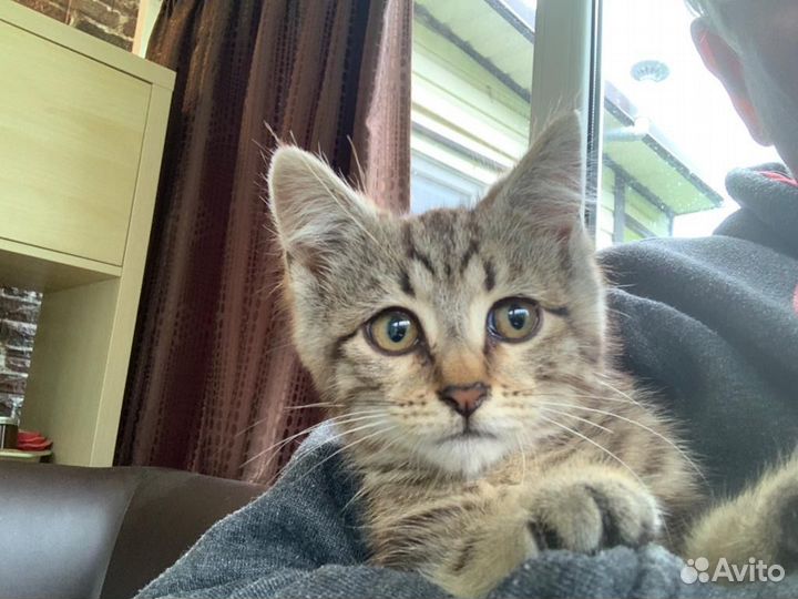 Котенок мальчик бесплатно