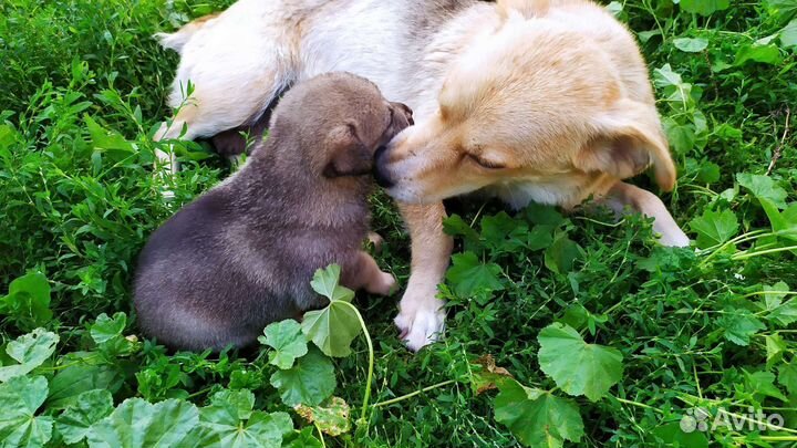 Щенки в хорошие руки