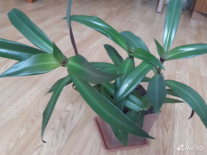 Традесканция Рео