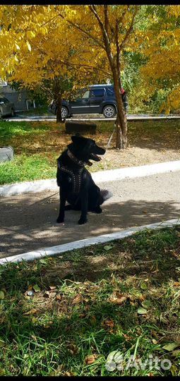 Шлейка натур кожа И строгий ошейник