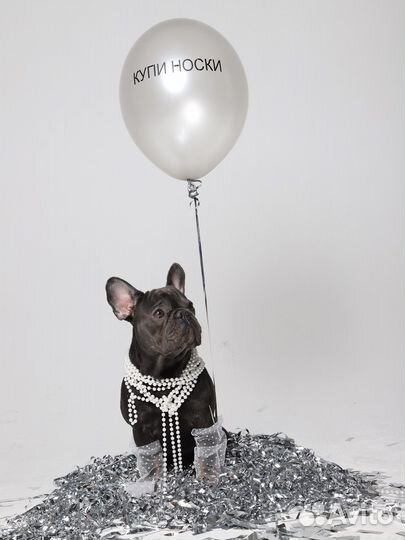 Аренда собаки