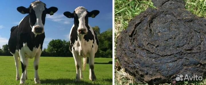 Навоз Коровий