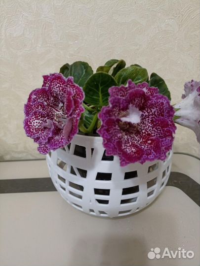 Глоксиния махровая