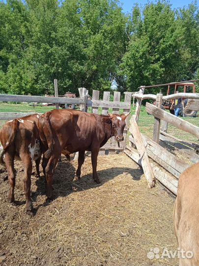 Первотелка и Нетель