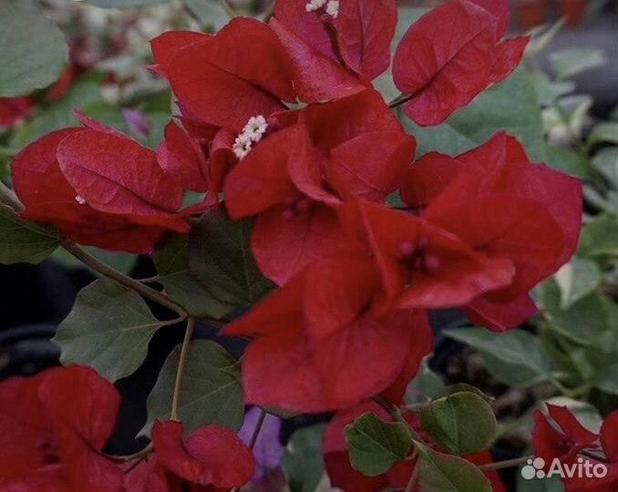 Бугенвиллия сортовая -продолжение