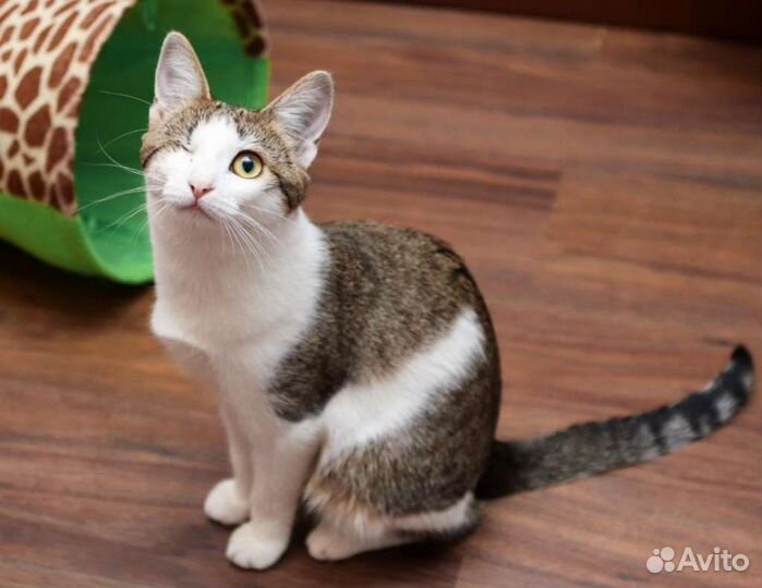 Кошечка 9 мес