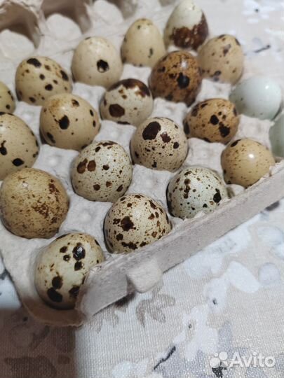 Яйца перепелиные домашние