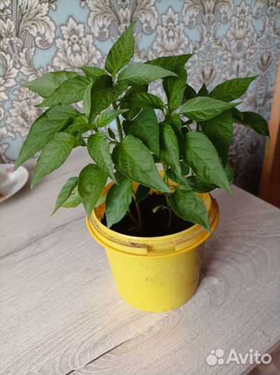 Перец комнатный острый