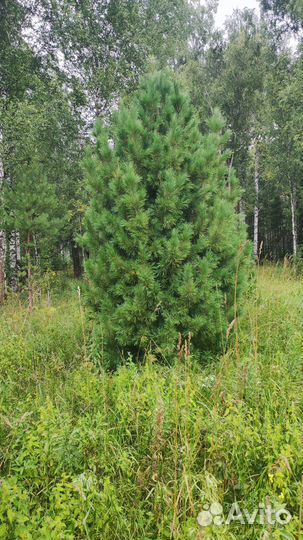 Кедр ель пихта сосна рябина береза