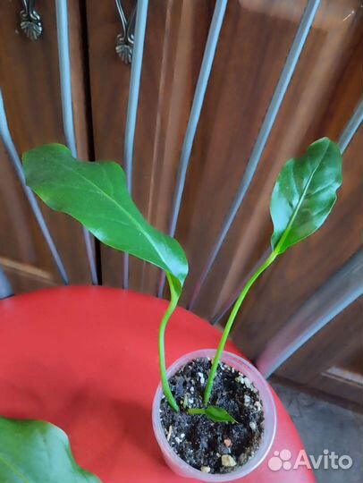Антуриум Волна любви и Кларинервиум