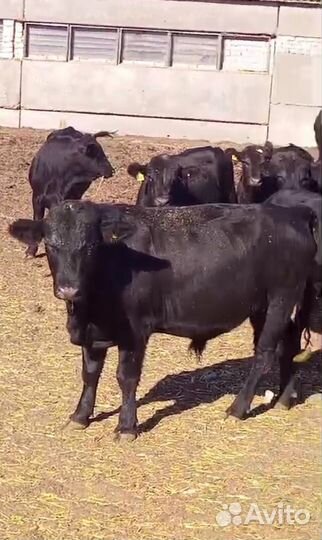 Продажа крс