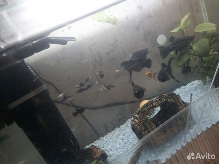 Рыбки Моллинезии и улитки ампулярии