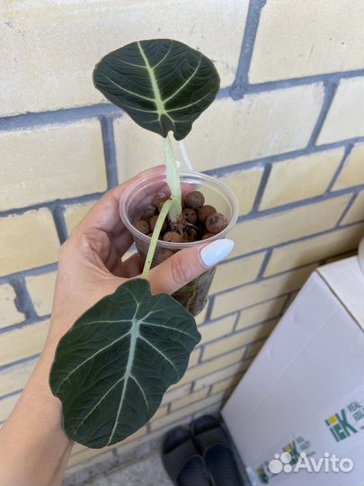 Алоказия блэк вельвет