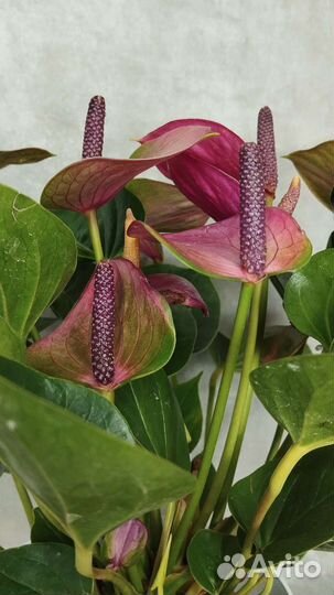 Антуриум мини