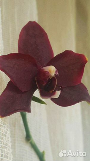 Орхидея фаленопсис
