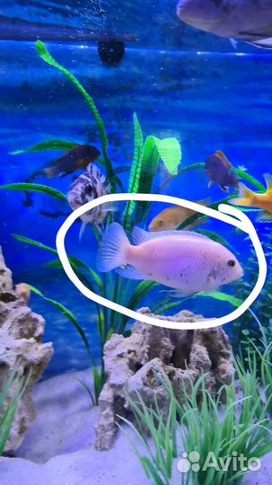 Цихлиды лабидохромис