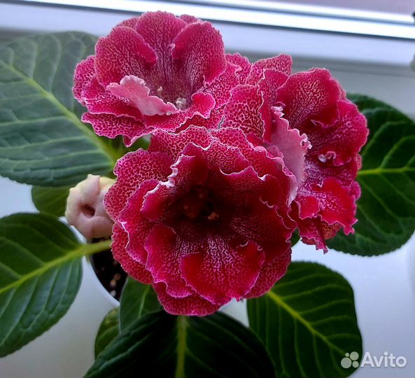 Глоксиния махровая,Клеопатра,Вишня на снегу