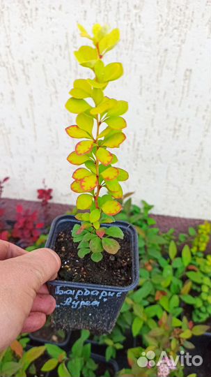 Барбарис тунберга Ауреа