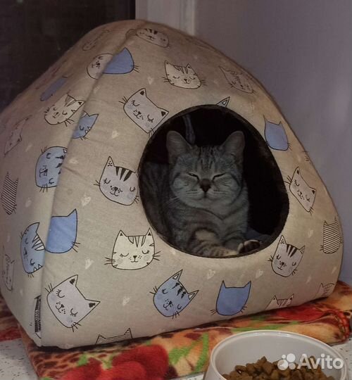 Шотландская девочка или британка